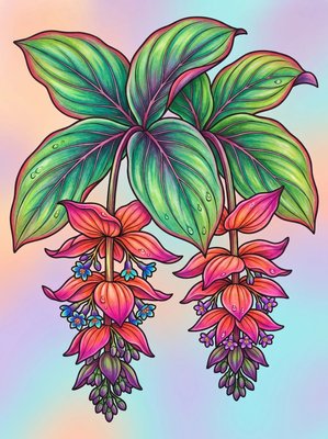 Finished example of the Color by Number page: Medinilla Blooms
